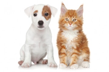 “帶娃式”養寵漸成主流 細分需求為中國寵物經濟增值